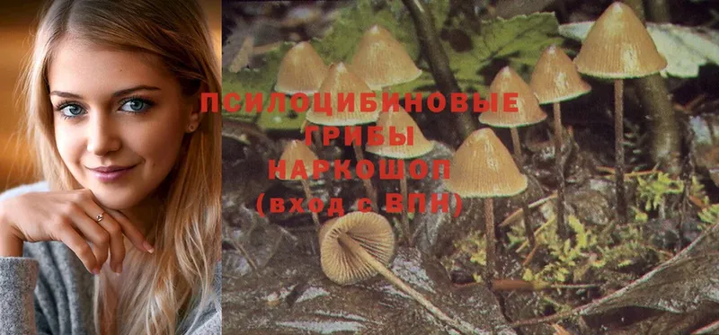 Псилоцибиновые грибы Psilocybine cubensis  как найти   Нестеровская 